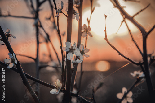 Close-up of apricot blossoms in the sunlight at sunset.
