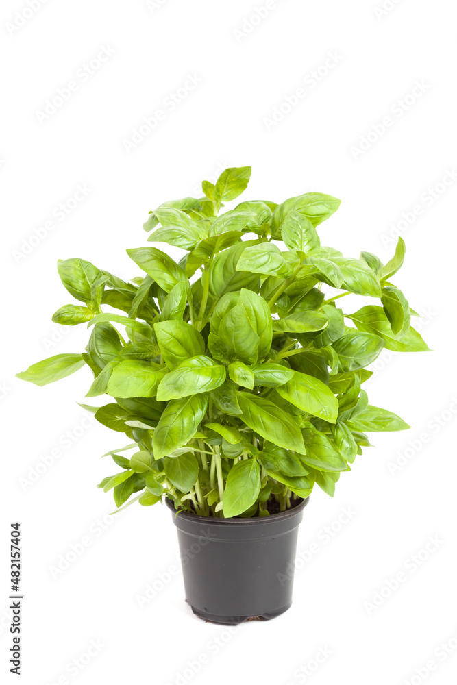 basil in a pot over white
