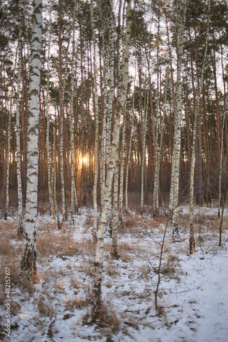 winter birch forest in the morning