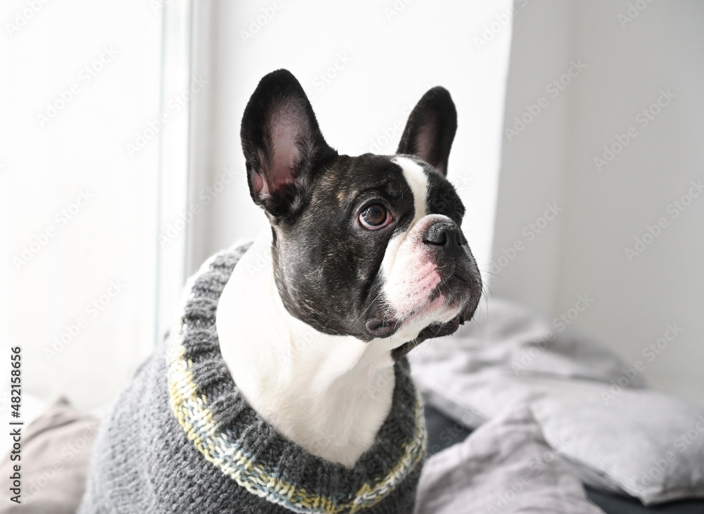 Portrait of a French bulldog by the window Portrait of a French bulldog by the window