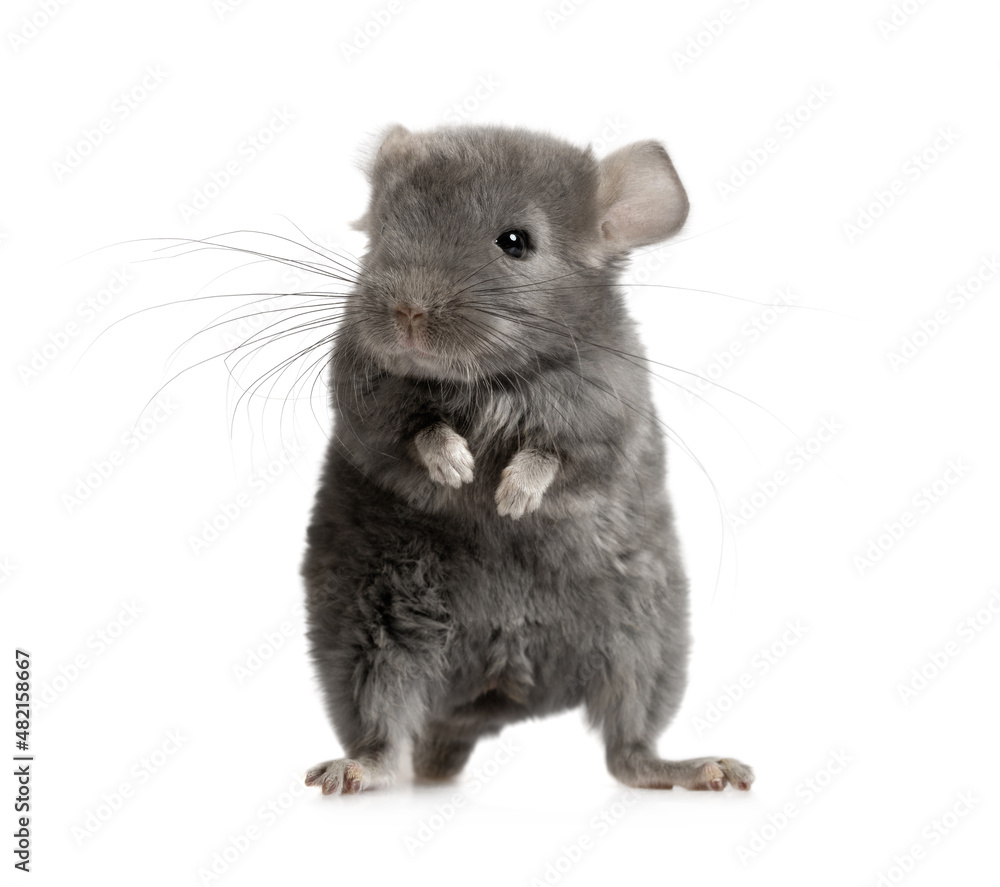 Obraz premium Small gray chinchilla over white