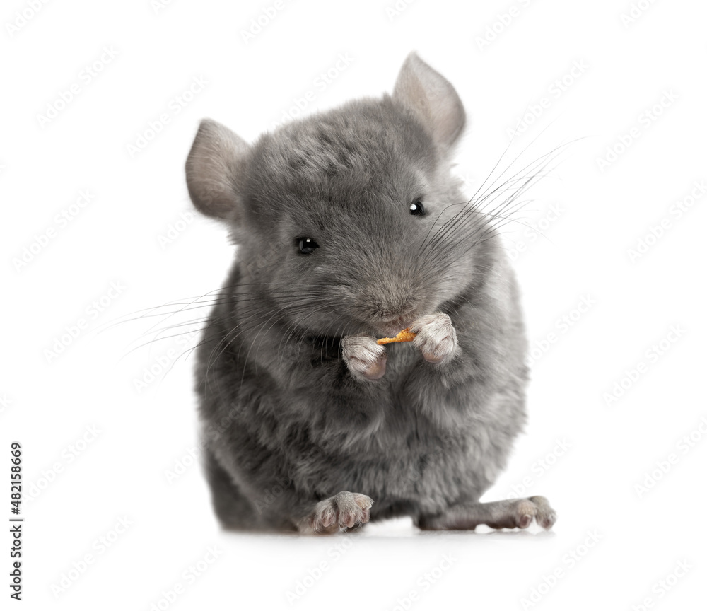Obraz premium Small chinchilla eating food in the studio