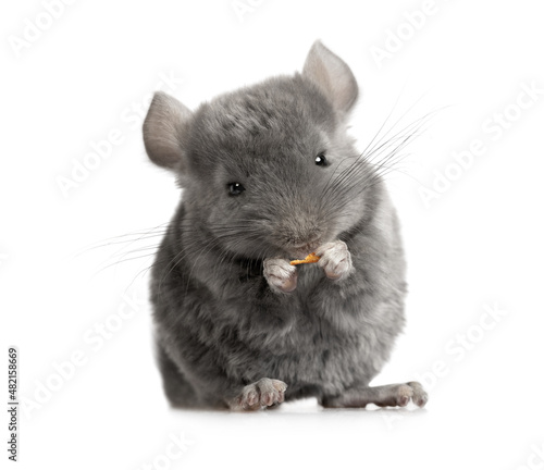 Small chinchilla eating food in the studio