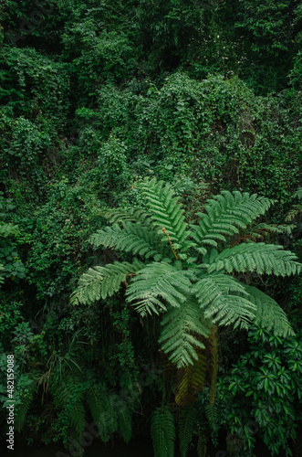 fern in the forest