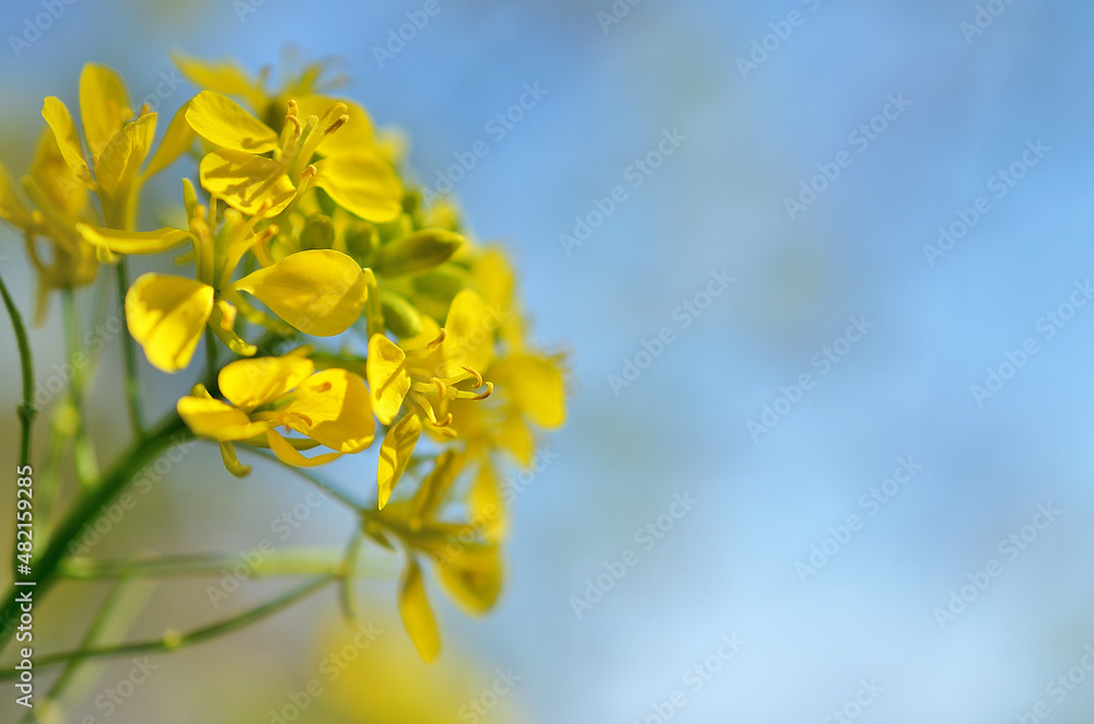 千鳥ヶ淵に咲いている菜の花と青空 千鳥ヶ淵に咲いている菜の花と青空