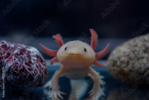 Cute smiling axolotl. Aquarium. Mexican ambistoma. Fototapet