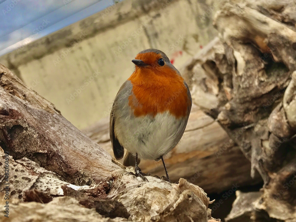Single adult red Robin (Erithacus rubecula) perched amid tree trunks.