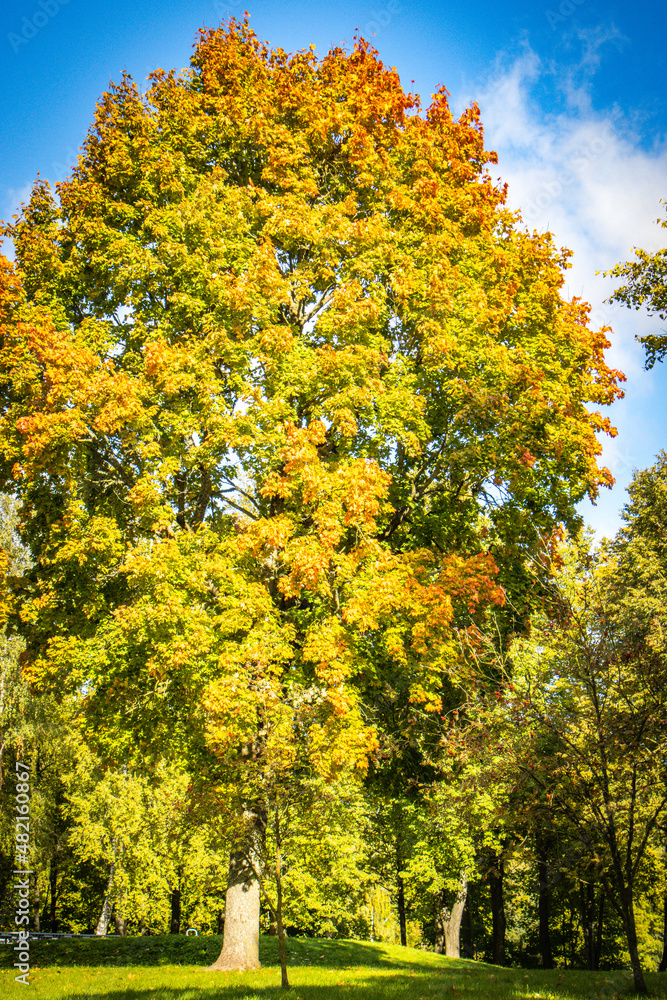 autumn landscape in bauska, latvia, baltic countries, baltics, europe autumn landscape in bauska, latvia, baltic countries, baltics, europe
