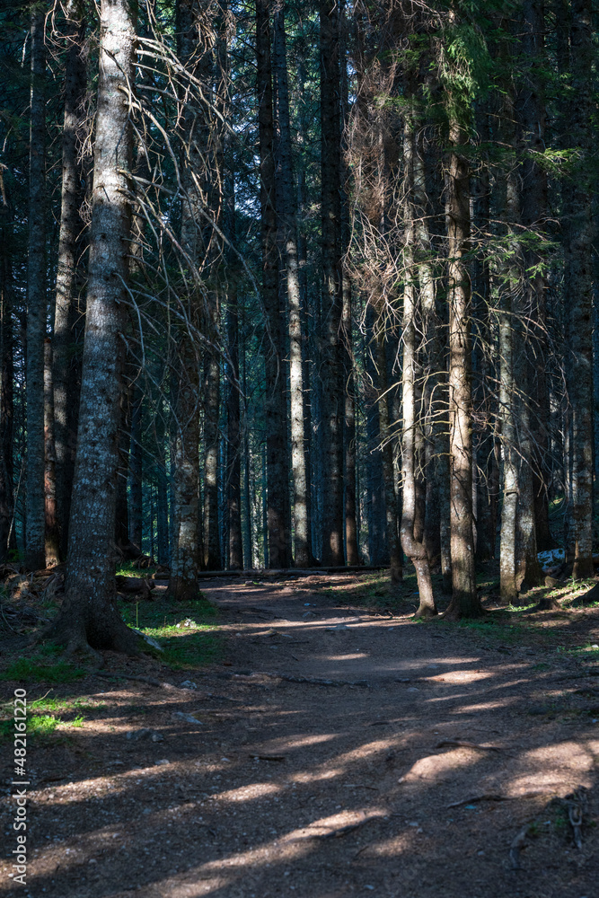 Fototapeta premium Mountain road through the forest