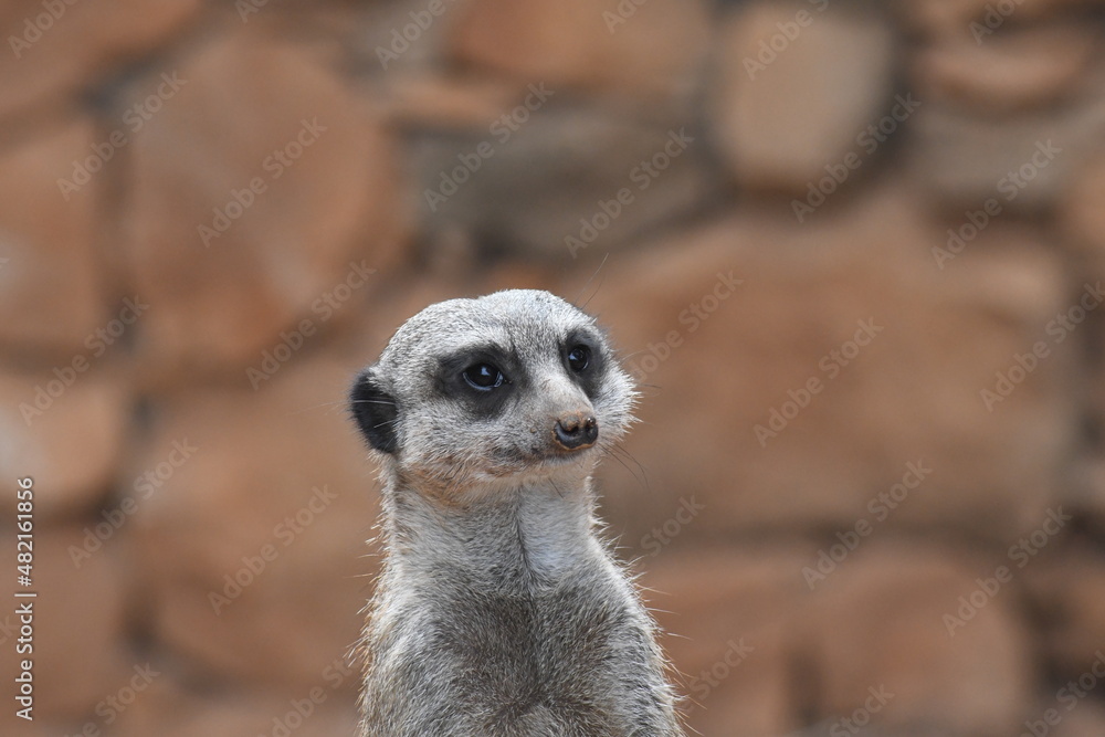 Fototapeta premium Suricate