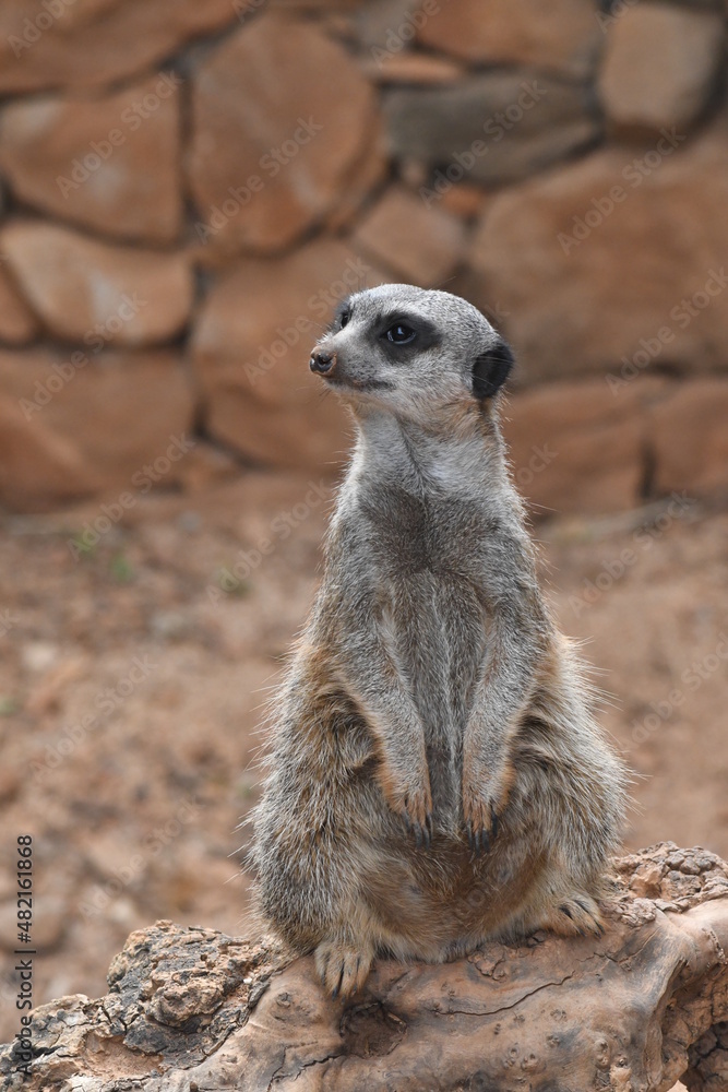 Fototapeta premium Suricte