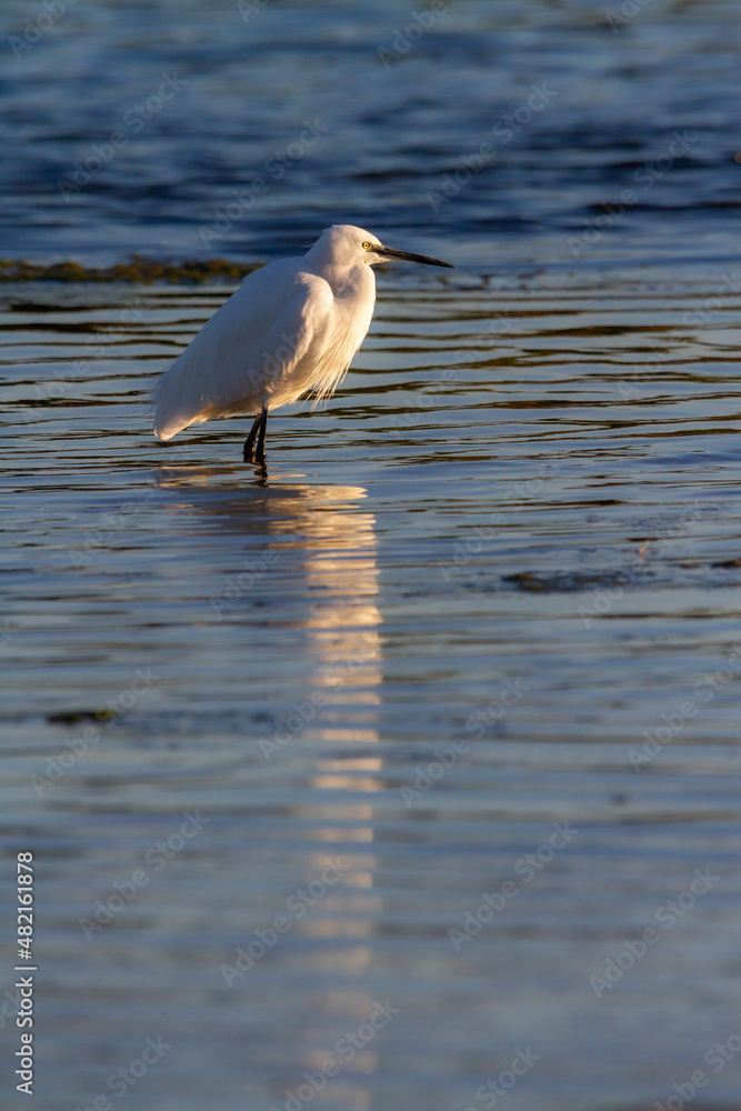 Little egret (Egretta garzetta) fishing in the waters of La Albufera lake in Valencia Little egret (Egretta garzetta) fishing in the waters of La Albufera lake in Valencia
