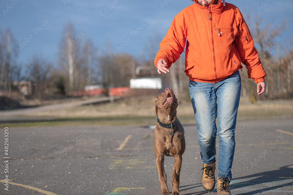 A young beautiful girl cynologist trains an American pit bull terrier.