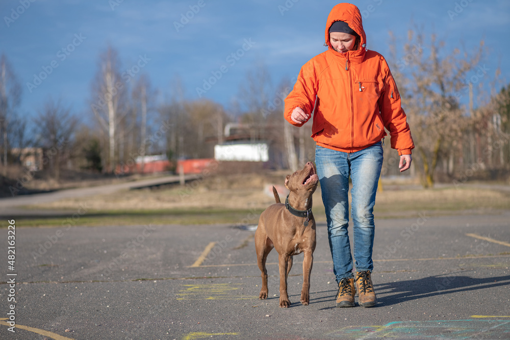 A young beautiful girl cynologist trains an American pit bull terrier. A young beautiful girl cynologist trains an American pit bull terrier.