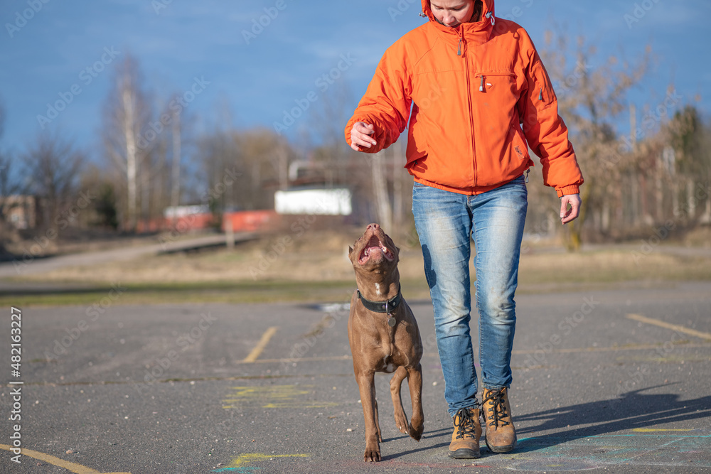 A young beautiful girl cynologist trains an American pit bull terrier. A young beautiful girl cynologist trains an American pit bull terrier.