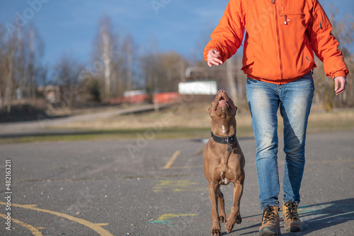 A young beautiful girl cynologist trains an American pit bull terrier. © shymar27