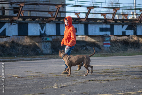 A young beautiful girl cynologist trains an American pit bull terrier.