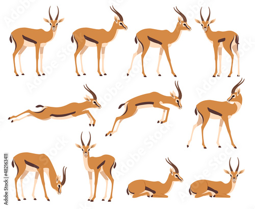 Аfrican wild black-tailed gazelle set. African antelope in different poses. Vector illustration isolated on white