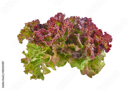 Fresh red lettuce isolated on white background.