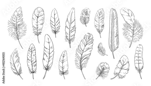 Hand drawn feather. Engraved quill tattoo. Ink writing pen vintage drawing. Old bird feathering silhouettes. Goose or swan weightless plume. Vector black and white plumage elements set