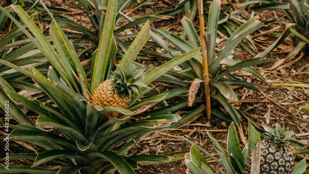 Obraz premium Pinneaple plantation in Azores, Portugal