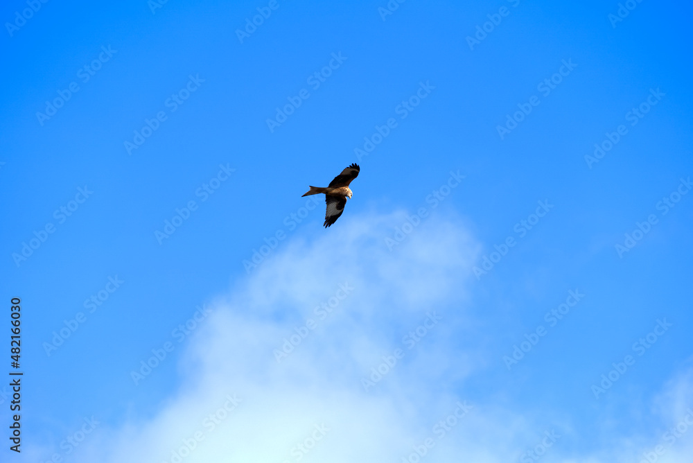 Red kite (Milvus Milvus) circling in the sky on a sunny winter day. Photo taken January 13th, 2022, Zurich, Switzerland. Red kite (Milvus Milvus) circling in the sky on a sunny winter day. Photo taken January 13th, 2022, Zurich, Switzerland.