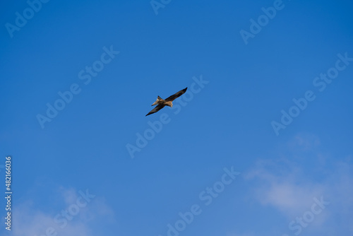 Red kite (Milvus Milvus) circling in the sky on a sunny winter day. Photo taken January 13th, 2022, Zurich, Switzerland.