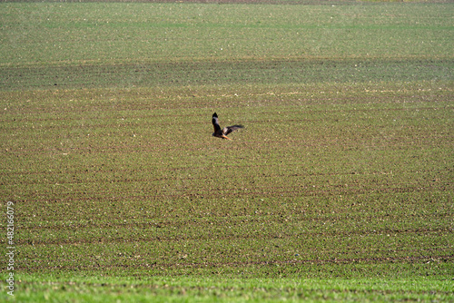 Red kite (Milvus Milvus) circling in the sky on a sunny winter day with agricultural field in the background. Photo taken January 13th, 2022, Zurich, Switzerland.