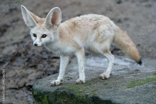 Fennec fox on the rock. Desert fox. Vulpes zerda