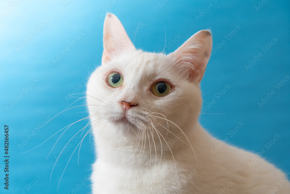 青い背景のかわいい白猫