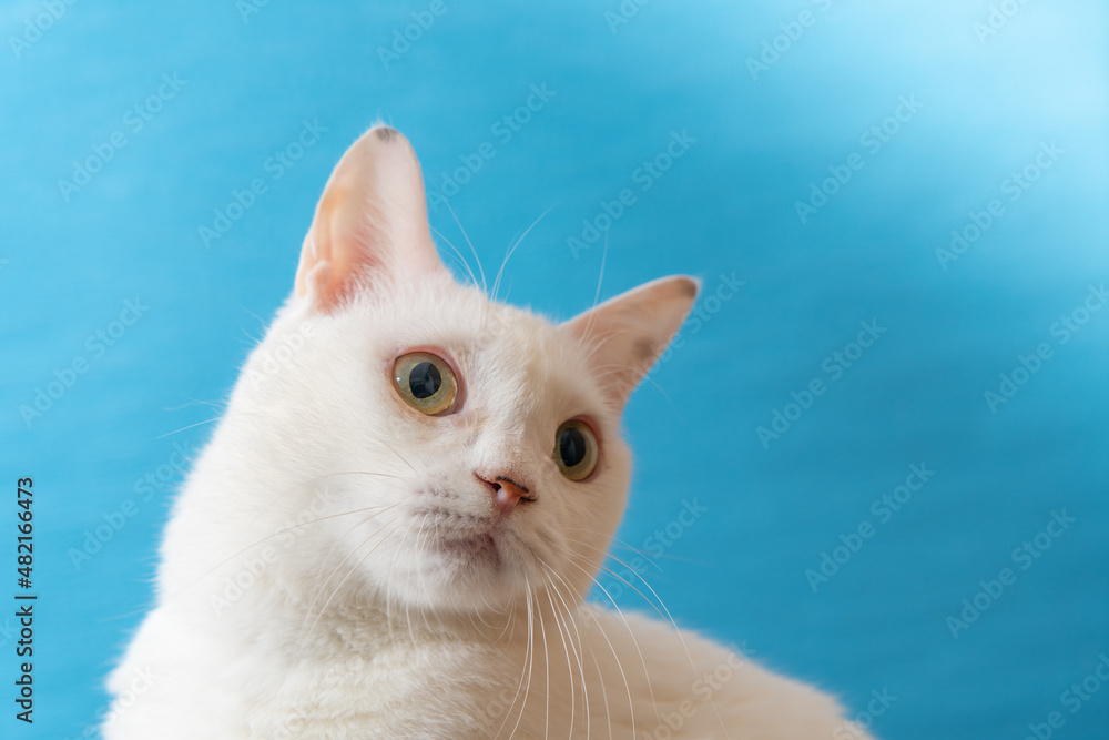 Fototapeta premium 青い背景のかわいい白猫