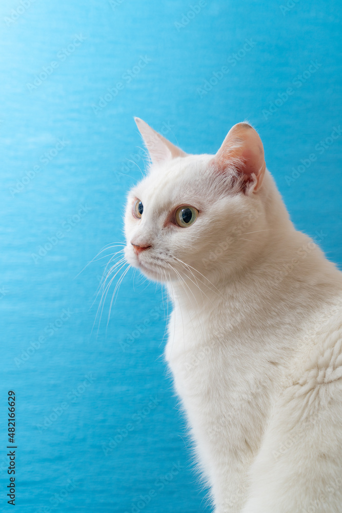 青い背景のかわいい白猫