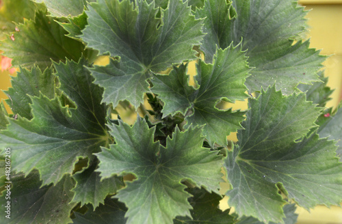 Hojas de plantas de jardín