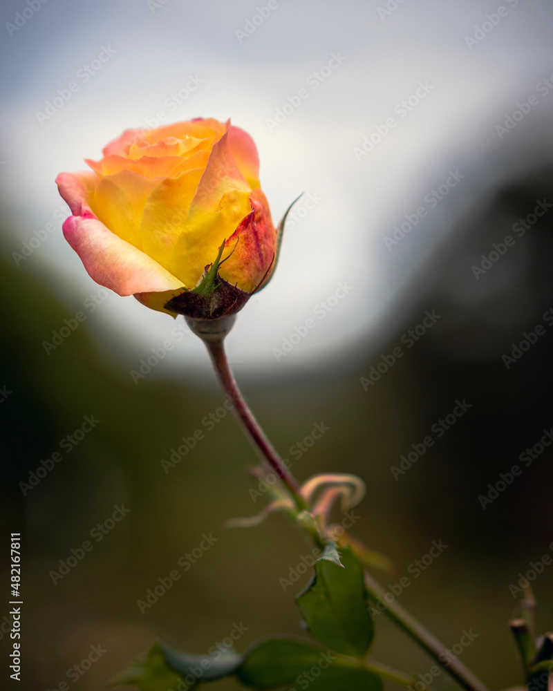 Fototapeta premium single yellow rose