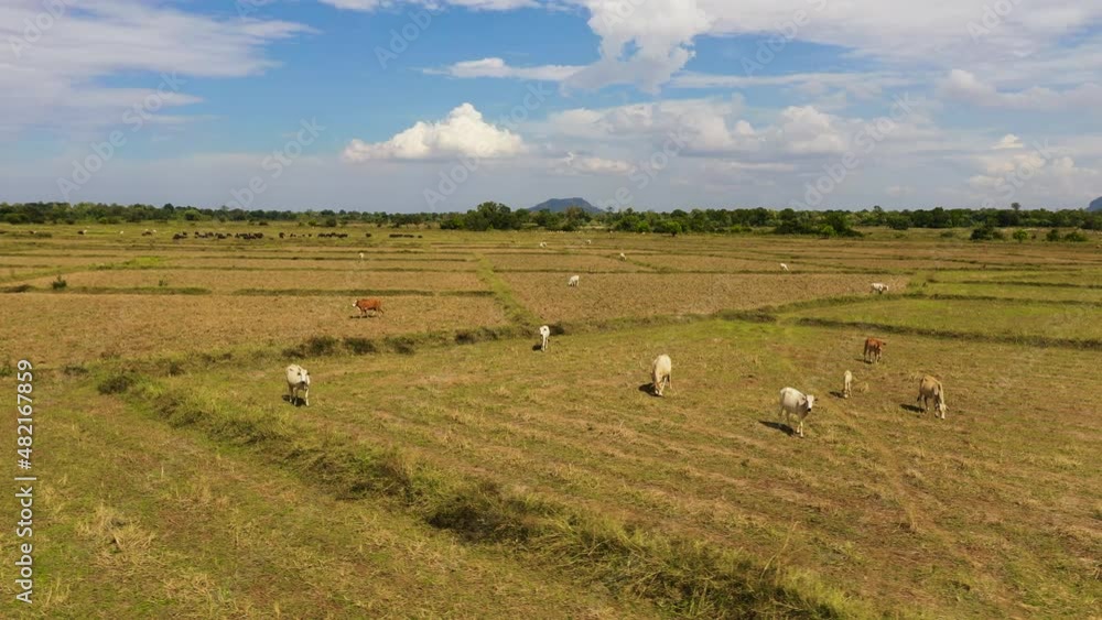 Top view of Cows graze in rice fields after harvest. Top view of Cows graze in rice fields after harvest.