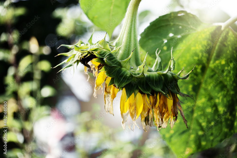 Obraz premium sunflower
