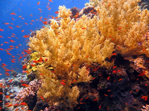 Fototapeta Naklejka Na Ścianę i Meble -  red sea soft corals