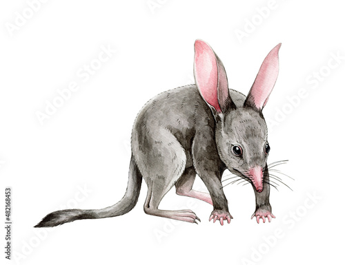 Bandicoot animal watercolor illustration. Hand drawn realistic australia marsupial mouse. Australian wildlife small endemic animal. Realistic bandicoot image. Isolated on white background