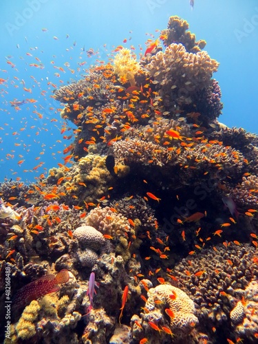 red sea corals and fish