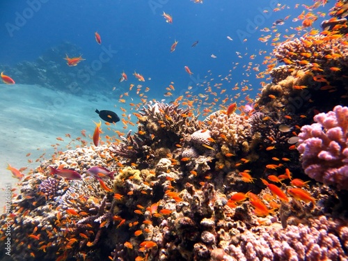 Fototapeta Naklejka Na Ścianę i Meble -  red sea corals and fish