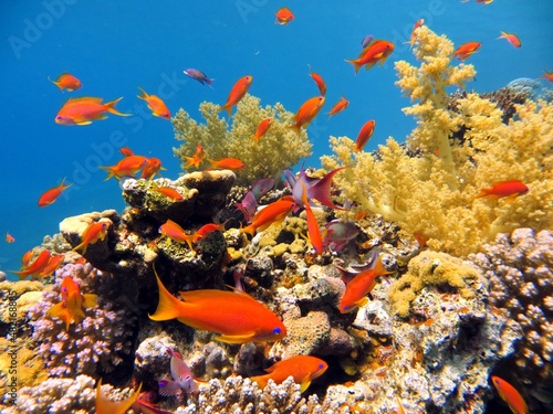 Fototapeta Naklejka Na Ścianę i Meble -  red sea corals and fish