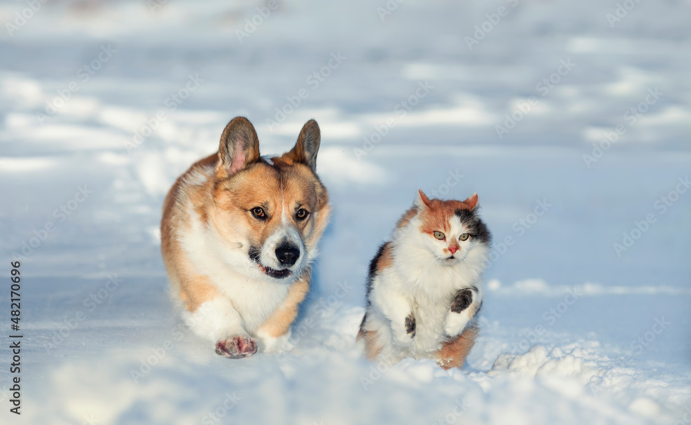 fluffy friends a corgi dog and a cat run through the snow in a winter park