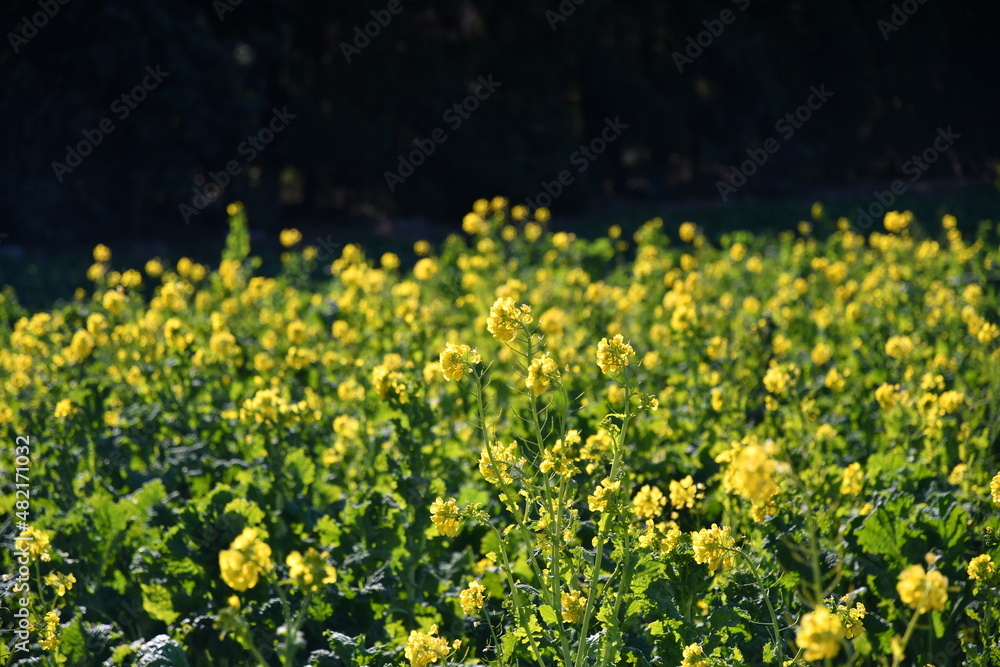 伊良湖岬の菜の花 伊良湖岬の菜の花