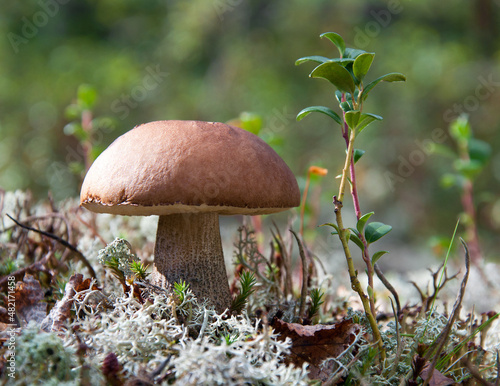 Boletus among the lichen in the summer forest.