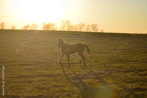 アメリカの馬文化、牧場と競馬場 © kenbox