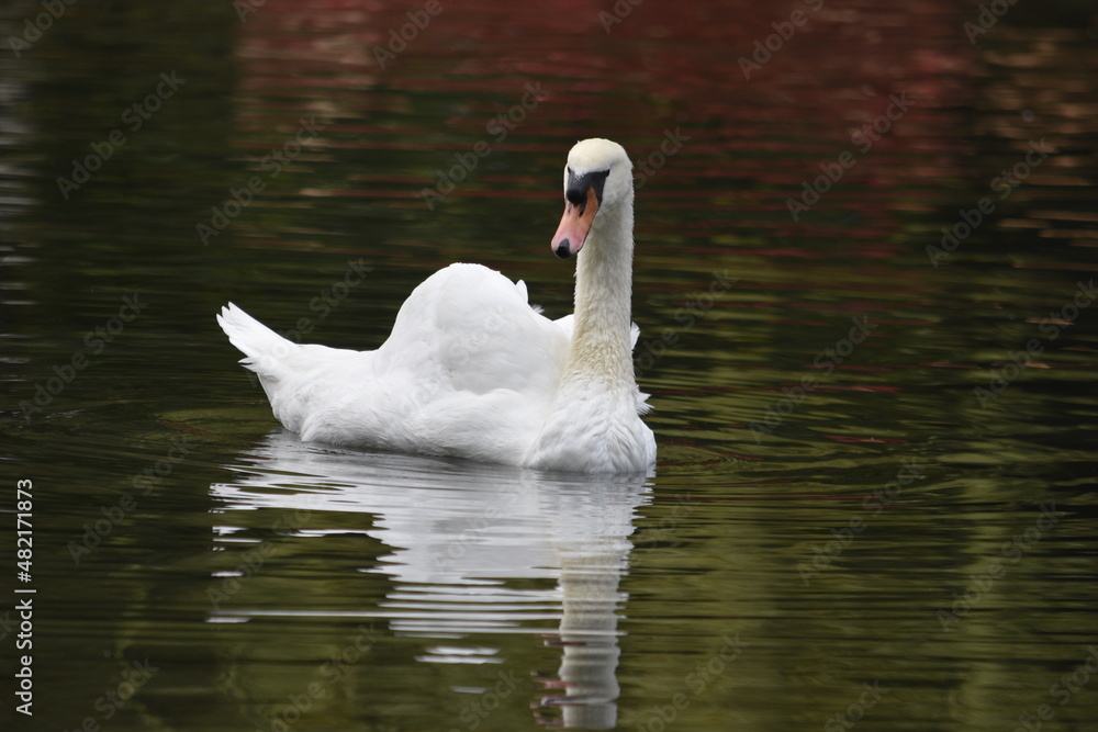 Elegant swan gliding lazily on a warm day. Elegant swan gliding lazily on a warm day.