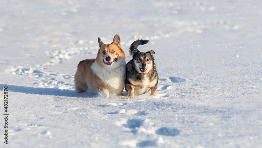 fluffy dog friends walking in the snow in the winter park fluffy dog friends walking in the snow in the winter park