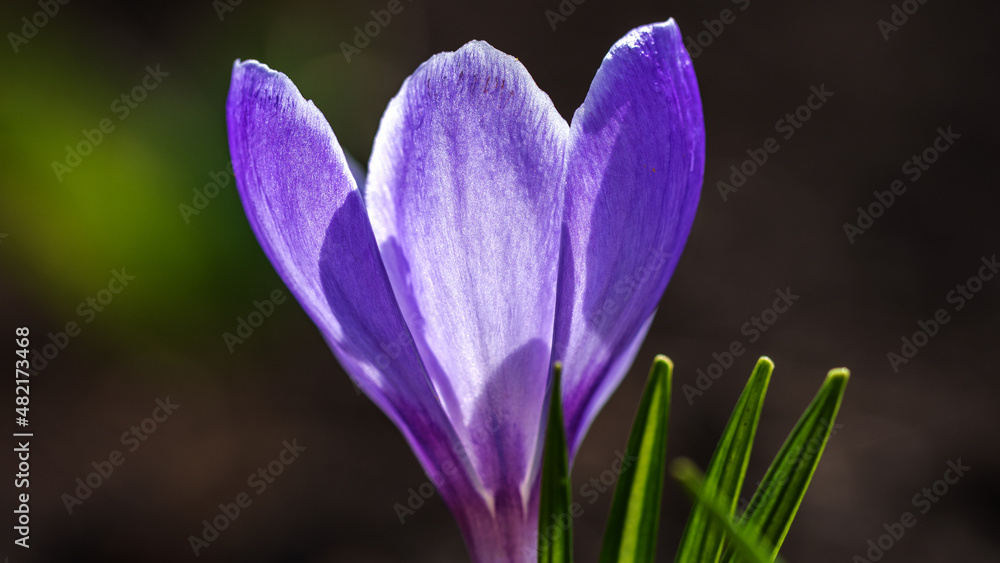 Flowers Crocus in the Garden closeup. Nature in Spring. Flora and Fauna in Springtime. Macro photography of an Bloom Purple Flower Saffron. Flowers Crocus in the Garden closeup. Nature in Spring. Flora and Fauna in Springtime. Macro photography of an Bloom Purple Flower Saffron.