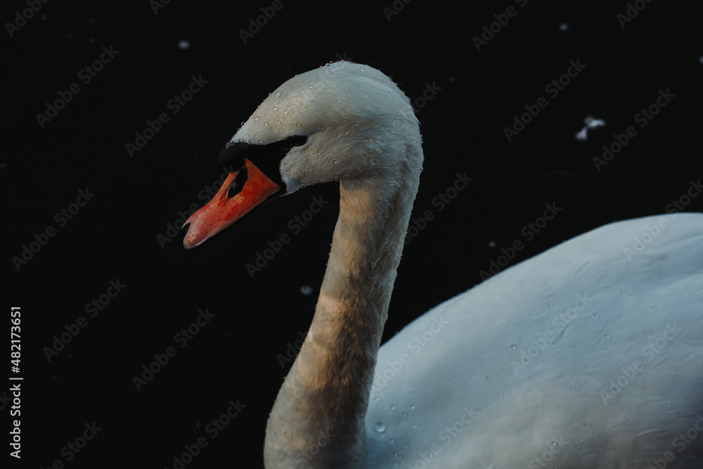 Fototapeta premium swan on the water