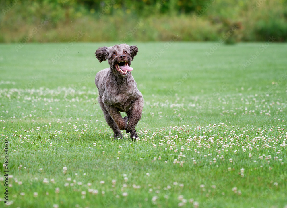 Candid dog running in the grass Candid dog running in the grass